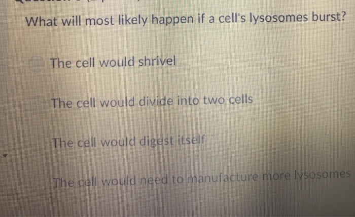 Solved: What Will Most Likely Happen If A Cell's Lysosomes... | Chegg.com