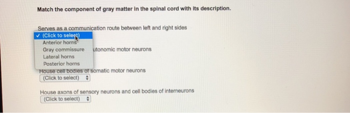 Solved Match the component of gray matter in the spinal cord | Chegg.com