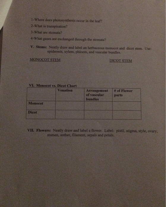 Solved 1Where does photosynthesis occur in the leaf? 2What