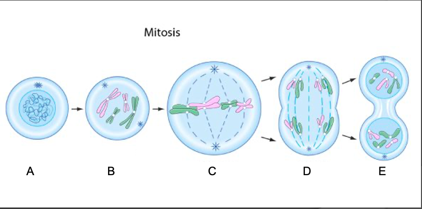 Solved Label the phase of mitosis and the characteristics of | Chegg.com