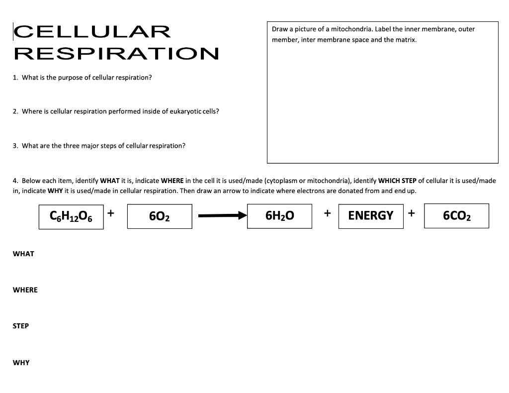 Solved CELLULAR RESPIRATION Draw a picture of a