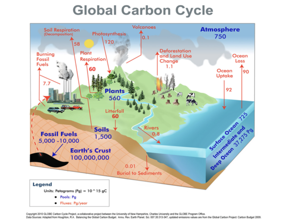 solved-the-plants-reservoir-on-the-carbon-cycle-diagram-in-chegg