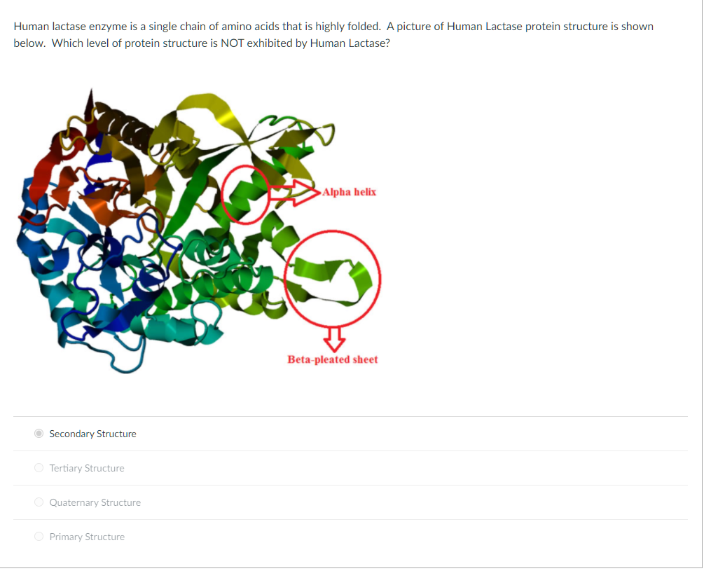 lactase enzyme structure