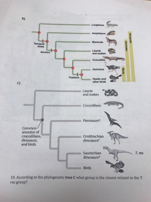 Solved According To The Phylogenetic Tree B Please Identify | Chegg.com