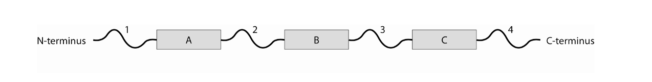 N-terminusc) List the steps of co-translational | Chegg.com