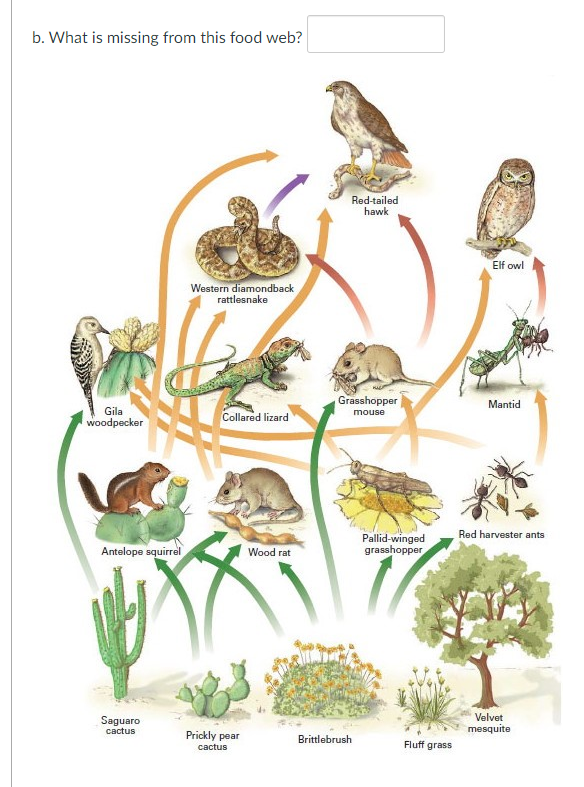 Solved b. What is missing from this food web? Red-tailed | Chegg.com