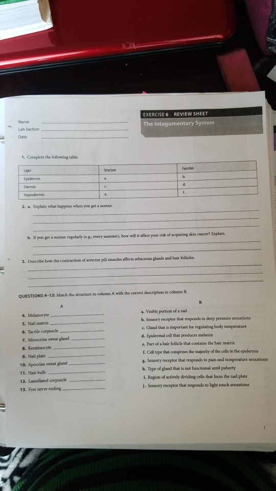 Solved Name EXERCISE 6 REVIEW SHEET The Integumentary System Chegg