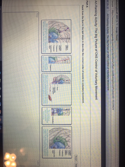 Solved ArtRanking Activity The Big Picture of CNS Control