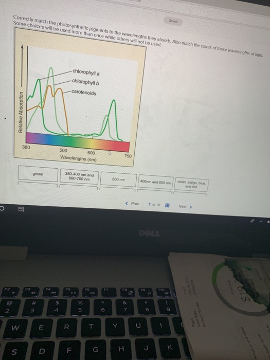 Solved Correctly match the photosynthetic pigments to the