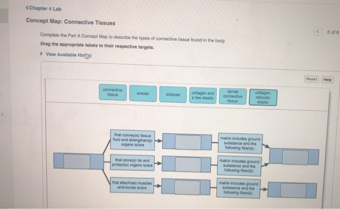 solved-chapter-4-lab-concept-map-connective-tissues-5-of-6-chegg