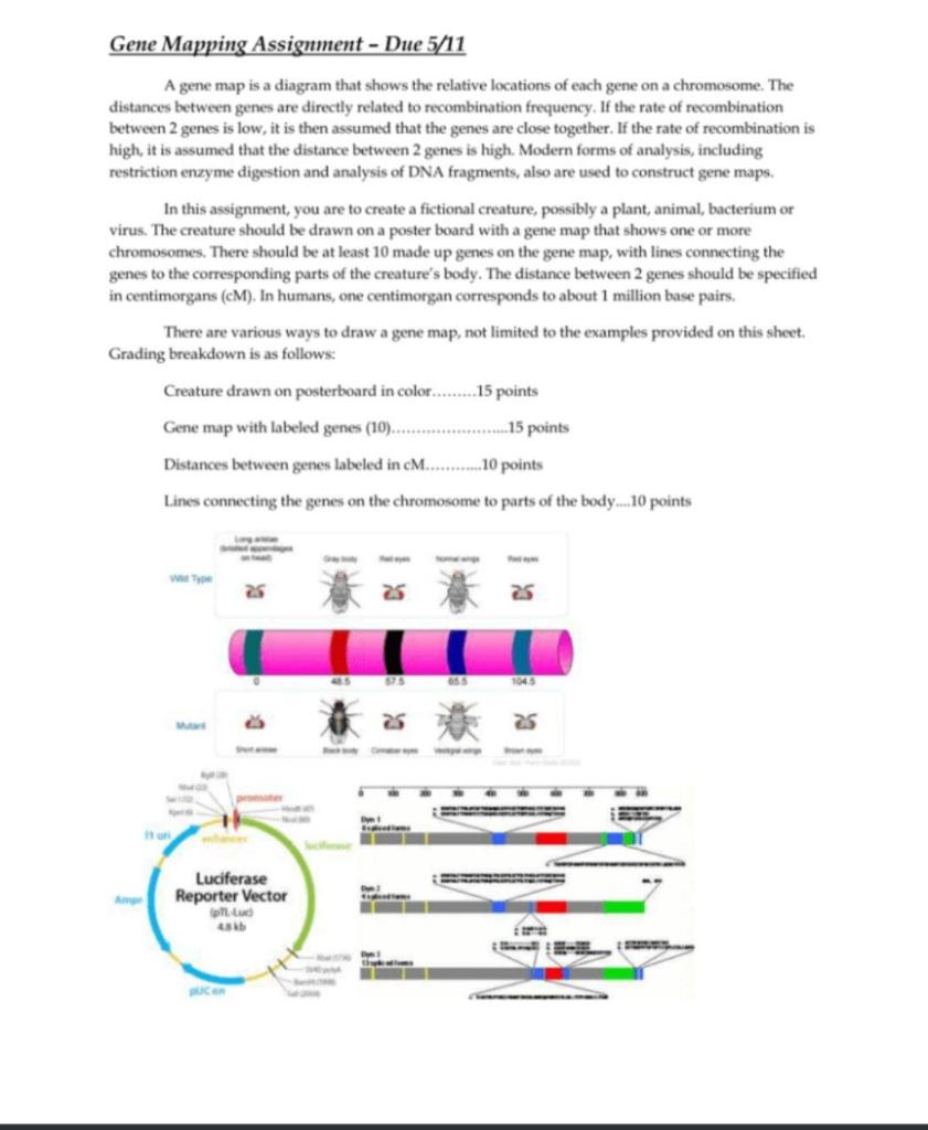Solved Gene Mapping Assignment - Due 5/11 A gene map is a | Chegg.com
