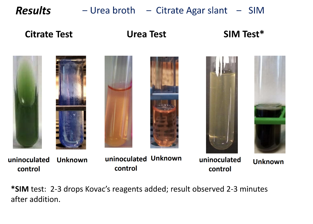 Solved Results Phenol Red Glucose broth Phenol Red Sucrose