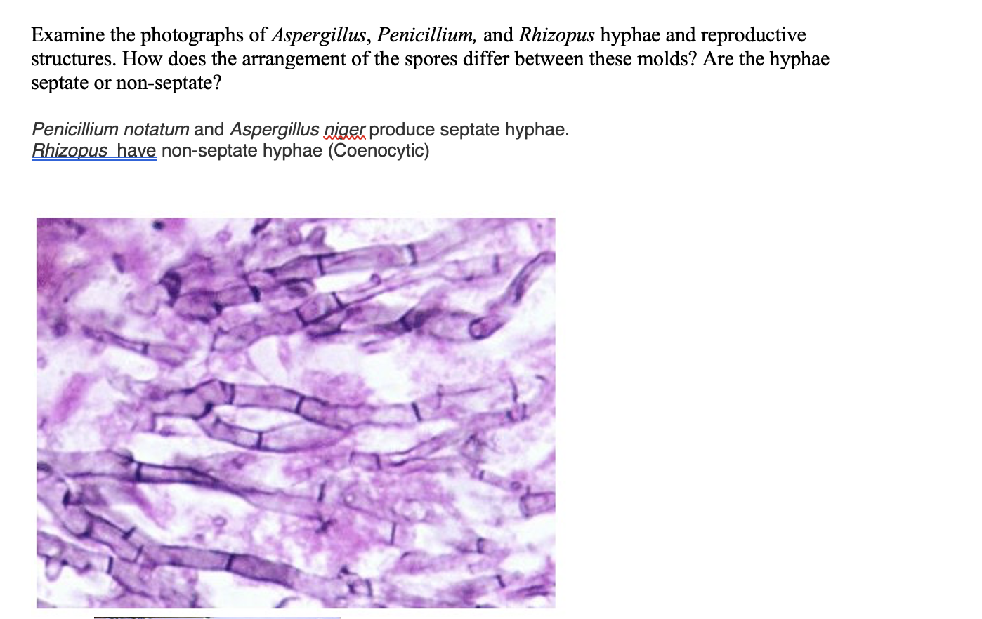 penicillium aspergillus group spores