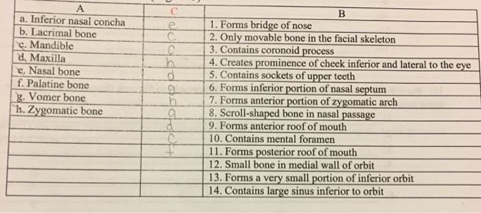 Solved a. Inferior nasal concha I. Forms bridge of nose b. | Chegg.com