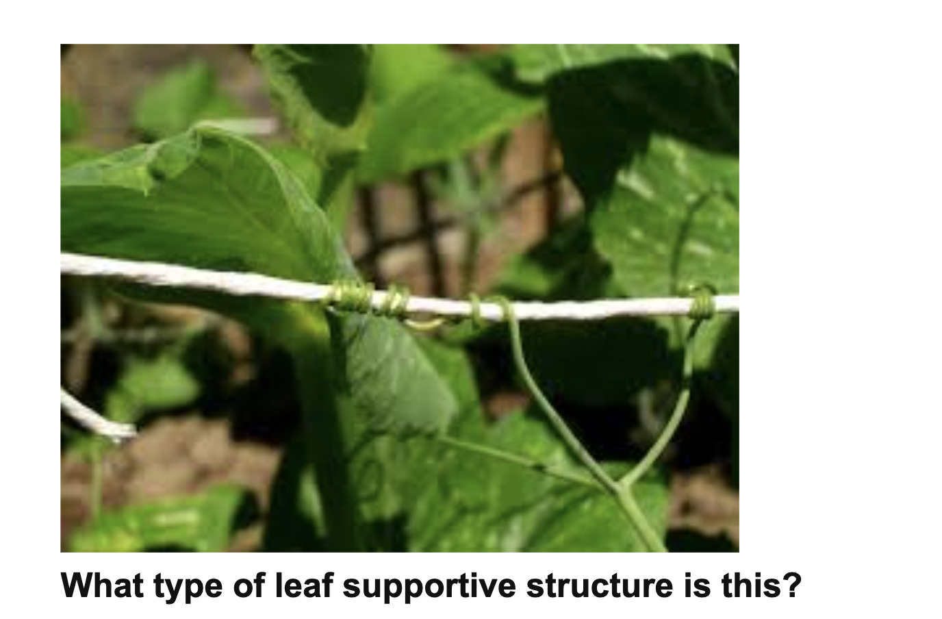 Solved What type of simple fleshy fruit is