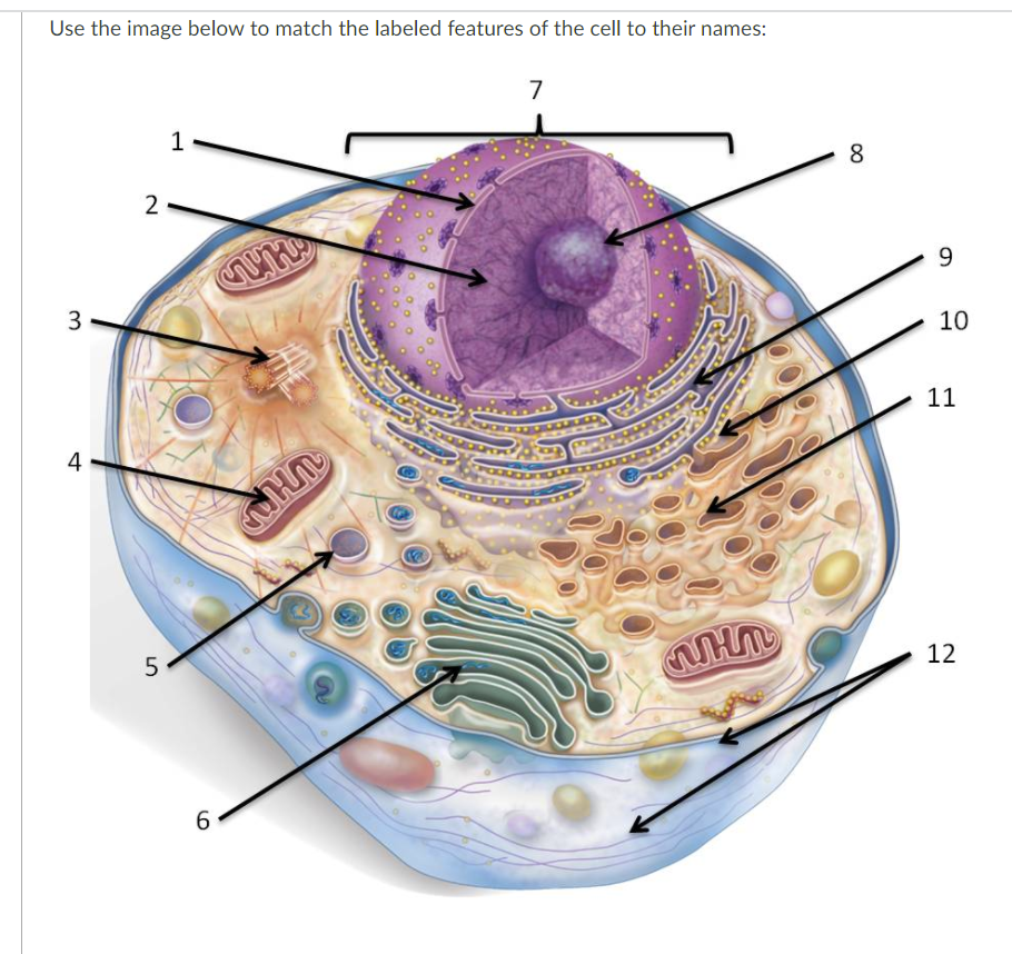 Solved Use the image below to match the labeled features of | Chegg.com