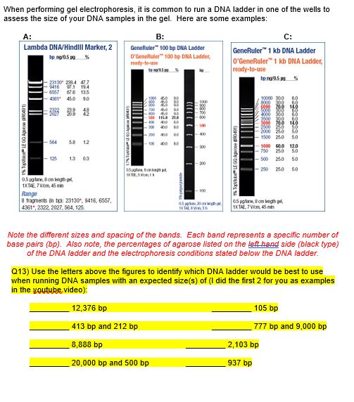 Solved When performing gel electrophoresis, it is common to | Chegg.com