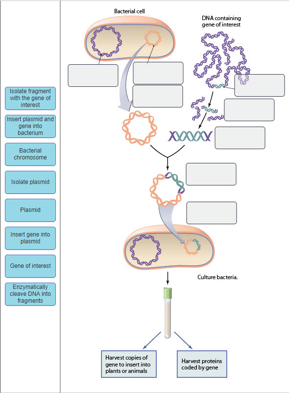 Dna Technology With Diagram