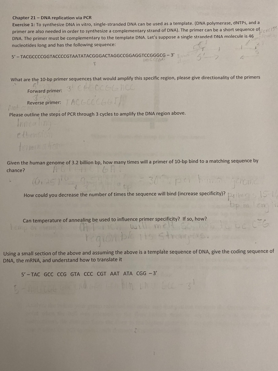 Solved Chapter 21 - DNA replication via PCR Exercise 1: To | Chegg.com