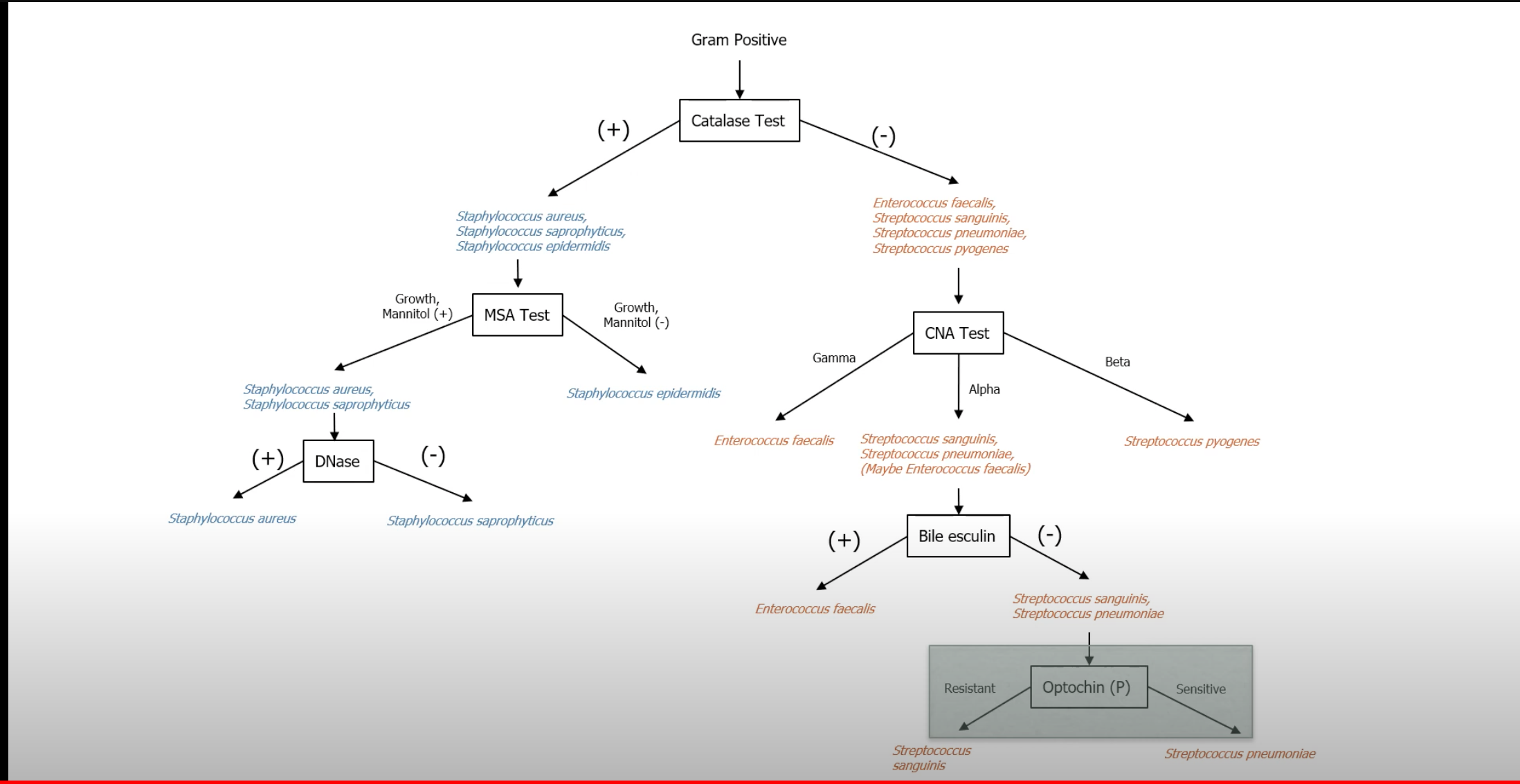 solved-create-a-flow-chart-to-logically-organize-all-of-the-chegg