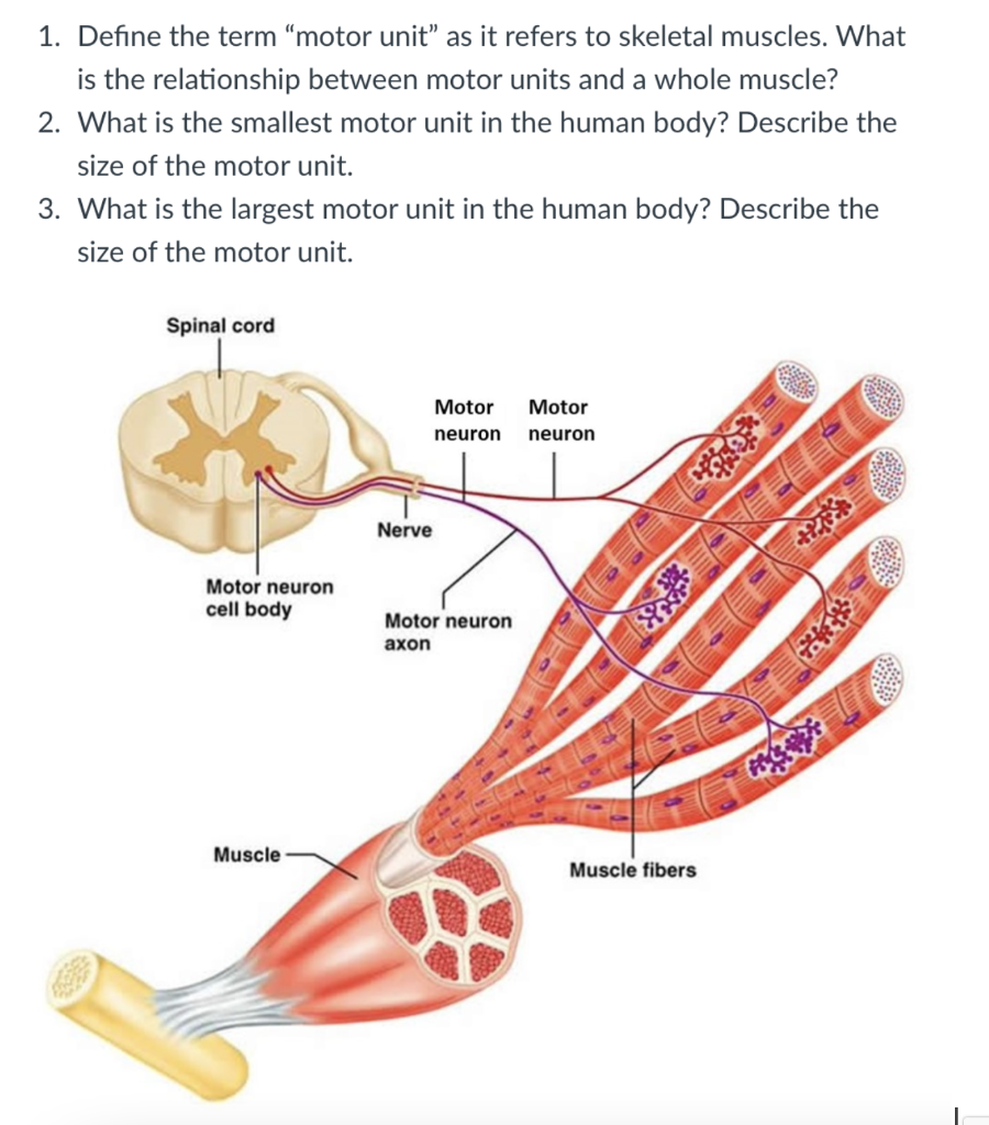 Solved 1. Define the term "motor unit" as it refers to