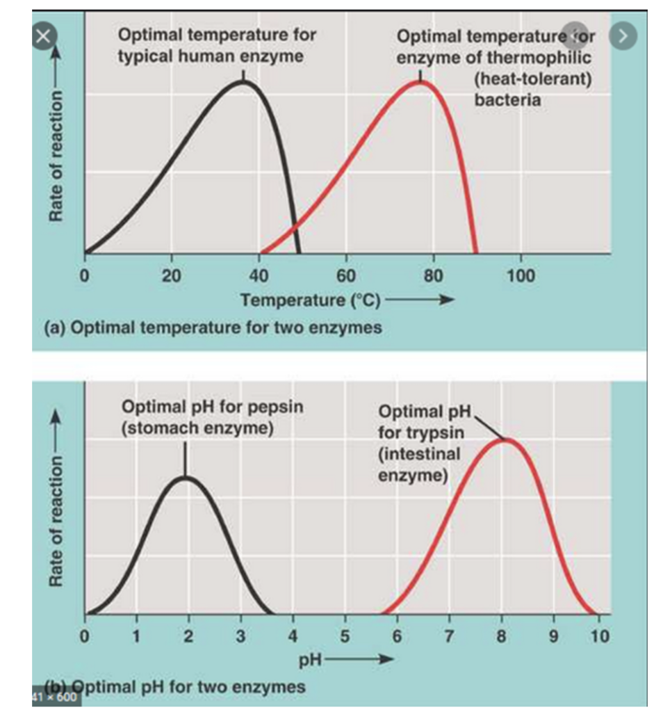 solved-optimal-temperature-for-typical-human-enzyme-optimal-chegg