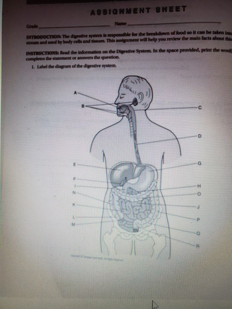 the digestive system assignment