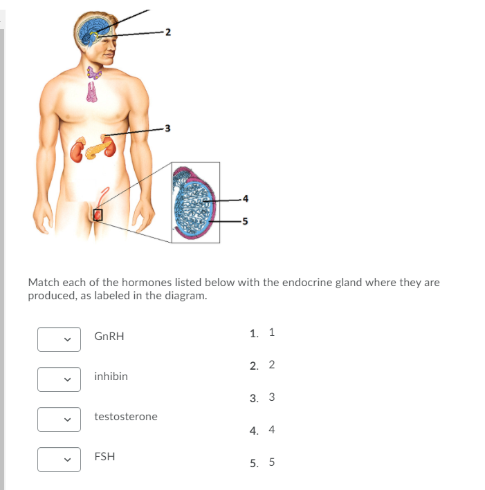 Solved -3 -5 Match each of the hormones listed below with | Chegg.com