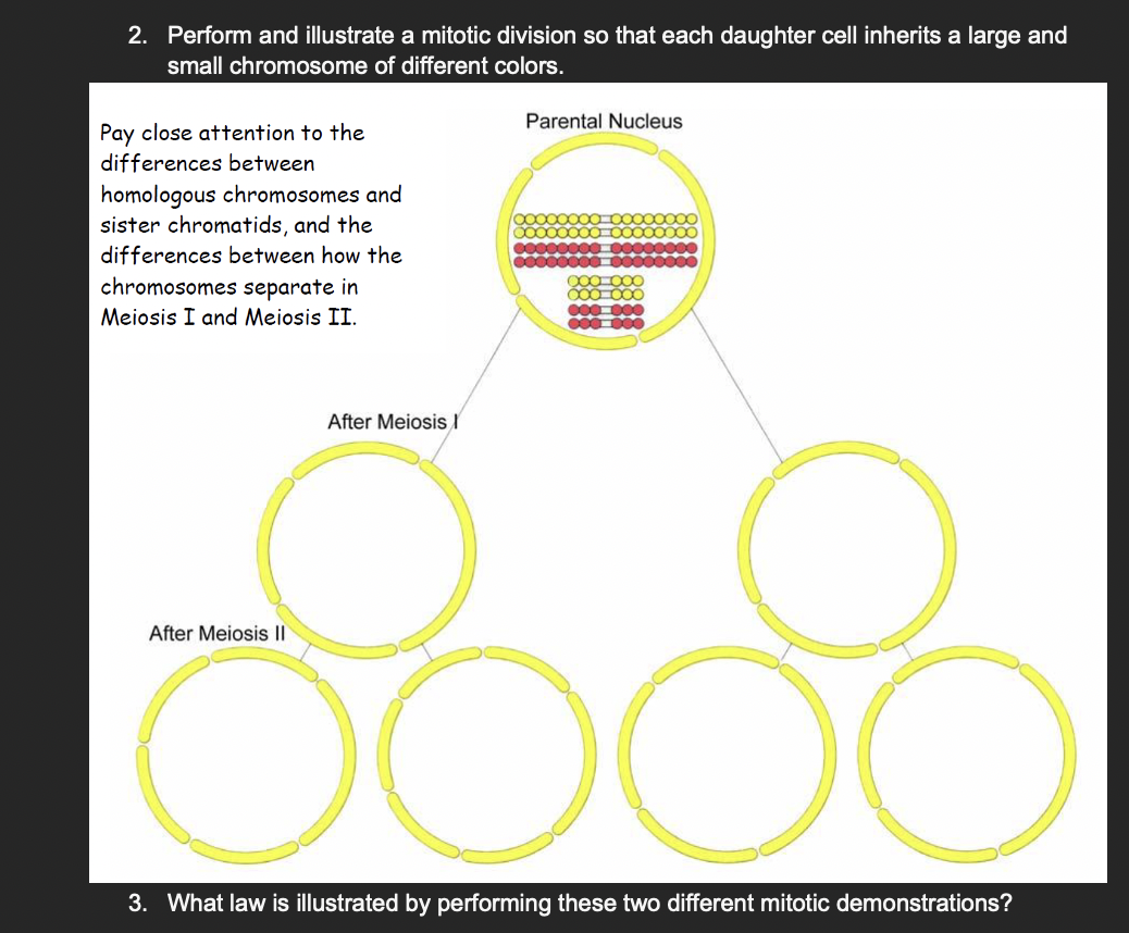 Solved Part 1 Modeling Meiosis Use popbeads and