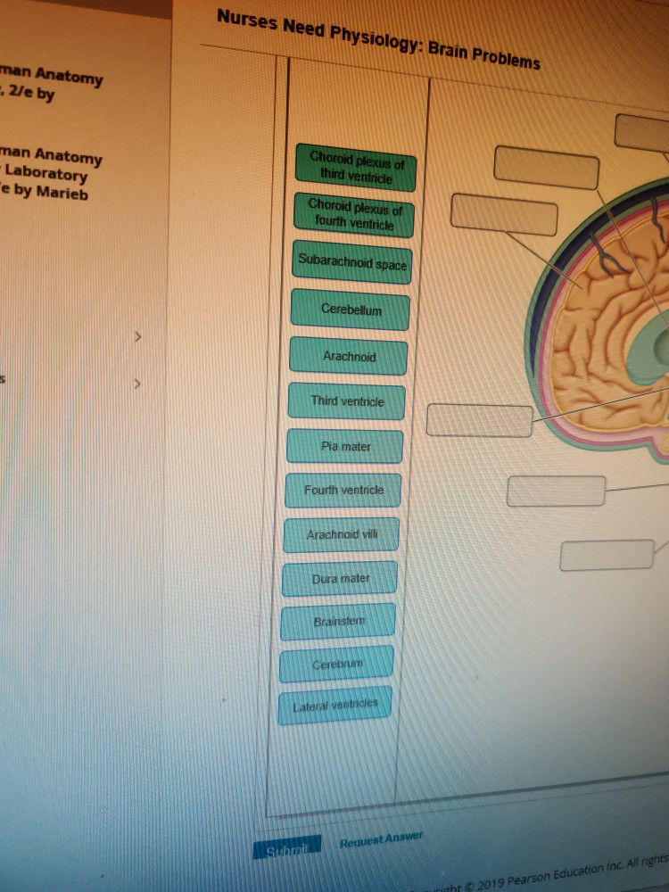 Solved Nurses Need Physiology Brain Problems Man Anatomy Chegg Solved Nurses Need Physiology Brain Problems Man Anatomy Chegg