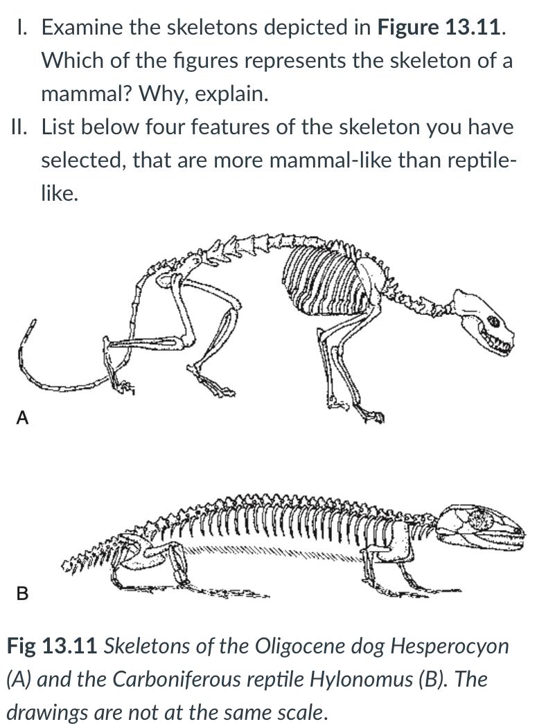 Solved I. Examine The Skeletons Depicted In Figure 13.11. | Chegg.com