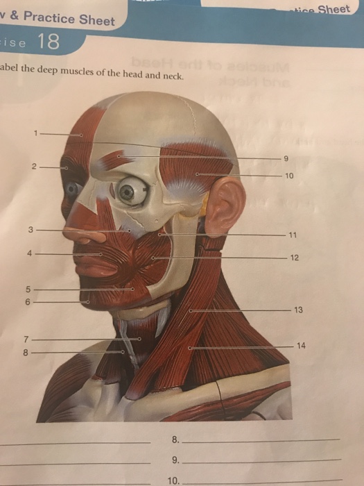 Solved Eet V&Practice Sheet Ise 18 Abel The Deep Muscles Of | Chegg.com