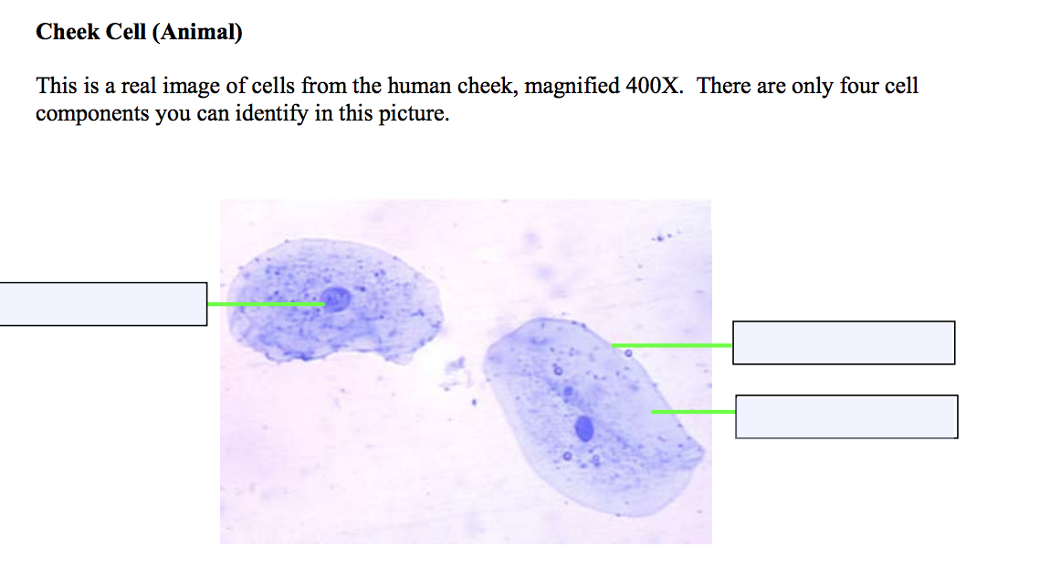 Solved Cheek Cell Animal This Is A Real Image Of Cells Chegg Com