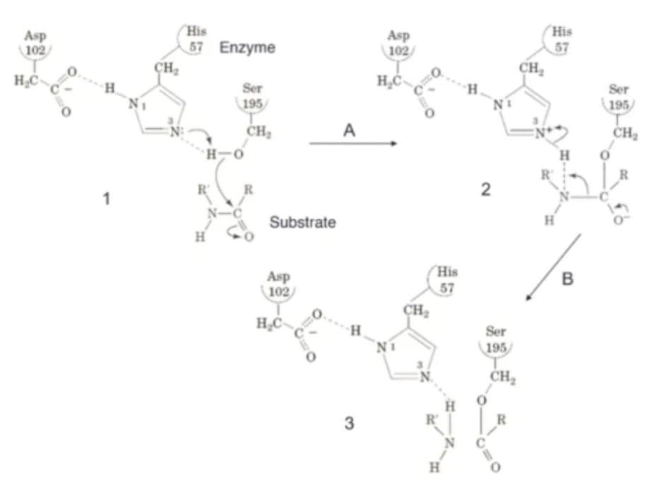 Solved Examine The Following Diagram. Name The Catalytic | Chegg.com