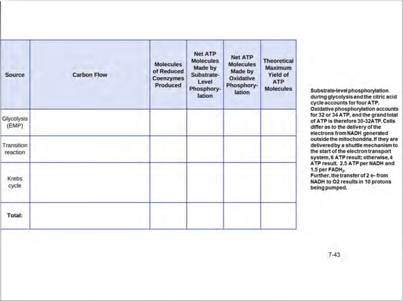 Source
Glycolysis
(EMP)
Transition
reaction
Krebs
cycle
Total:
Carbon Flow
Molecules
of Reduced
Coenzymes
Produced
Net ATP
Mo