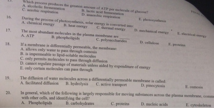 Solved Which process produces the greatest amount of ATP per | Chegg.com
