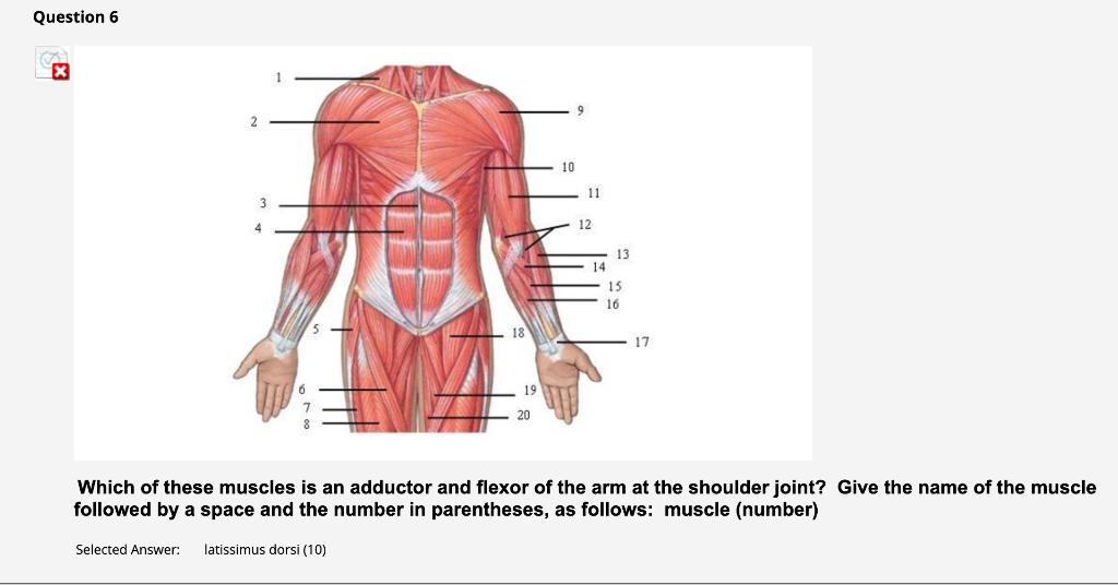 Solved Match the muscle name to the number. Question | Chegg.com