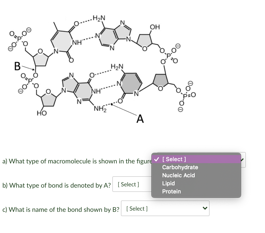 Solved What type of macromolecule is in the figure? | Chegg.com