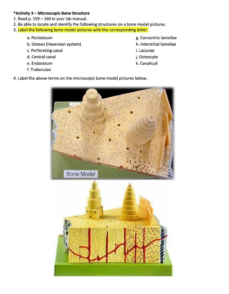 Solved *Activity 1: Examining & Classifying Bones come 1. | Chegg.com