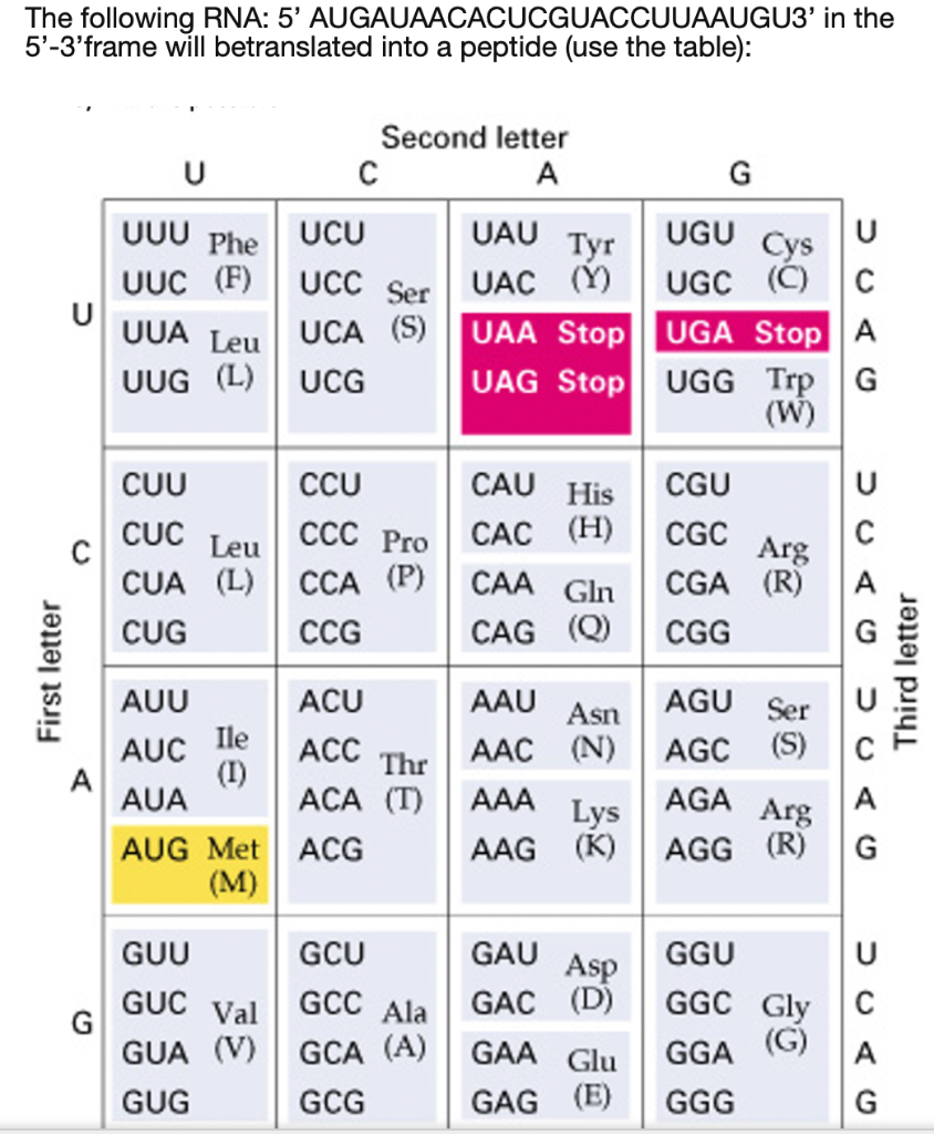 Solved The following RNA: 5' AUGAUAACACUCGUACCUUAAUGU3' in | Chegg.com