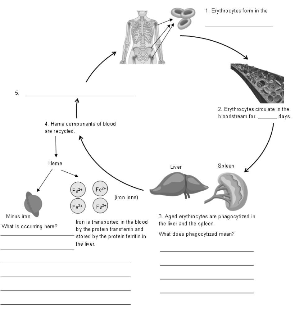 Solved Complete the underlined sections on the diagram below | Chegg.com