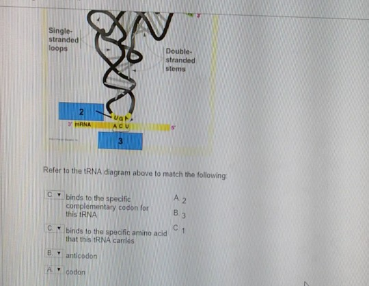 Solved QUESTION 3 1.25 points Save replication DNA | Chegg.com