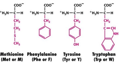 Solved Biochemistry:Based on the side chains, list the | Chegg.com