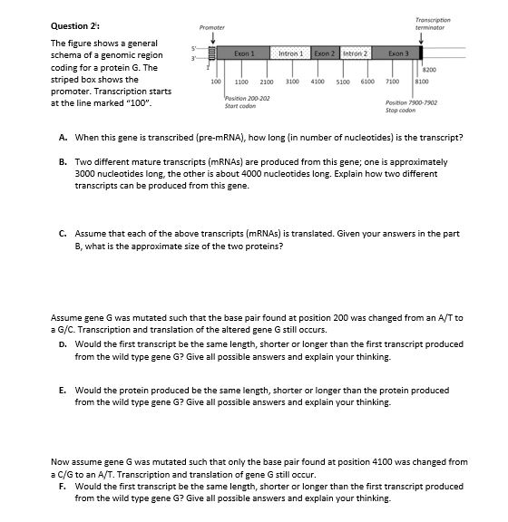 Solved Promoter Transcription terminator Exon 1 Intron 1 | Chegg.com