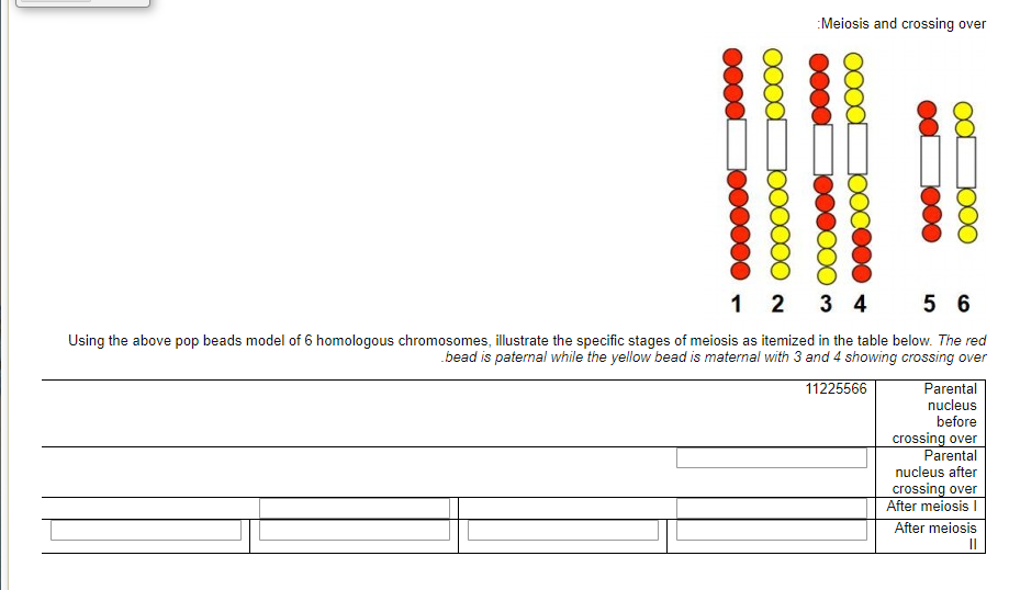 Meiosis & Crossing Over 