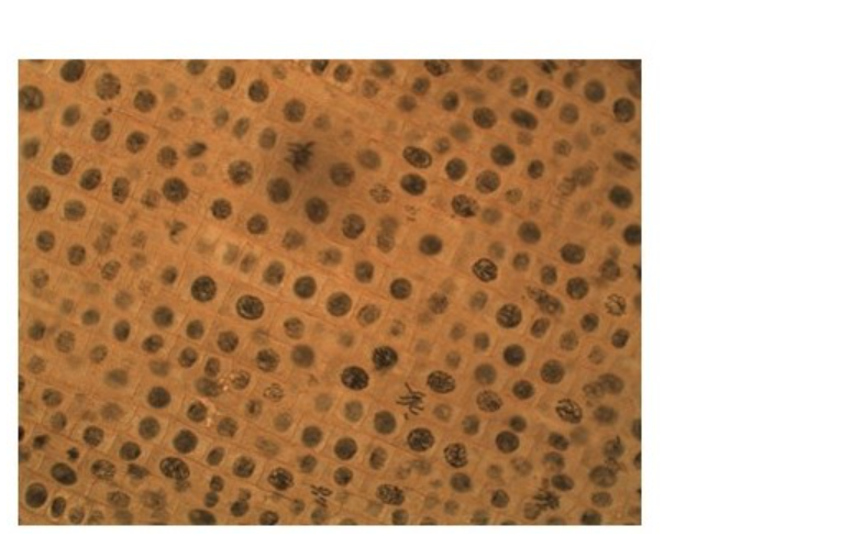 Solved Analyze the Onion Root tips images below and label | Chegg.com