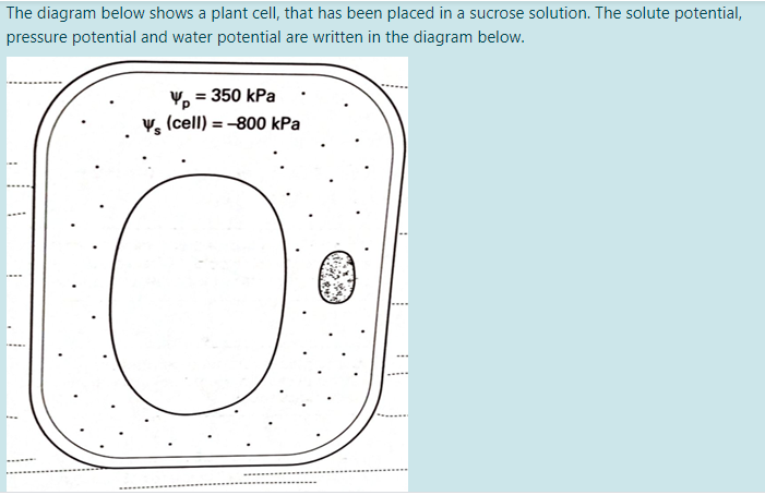 Solved The diagram below shows a plant cell, that has been | Chegg.com