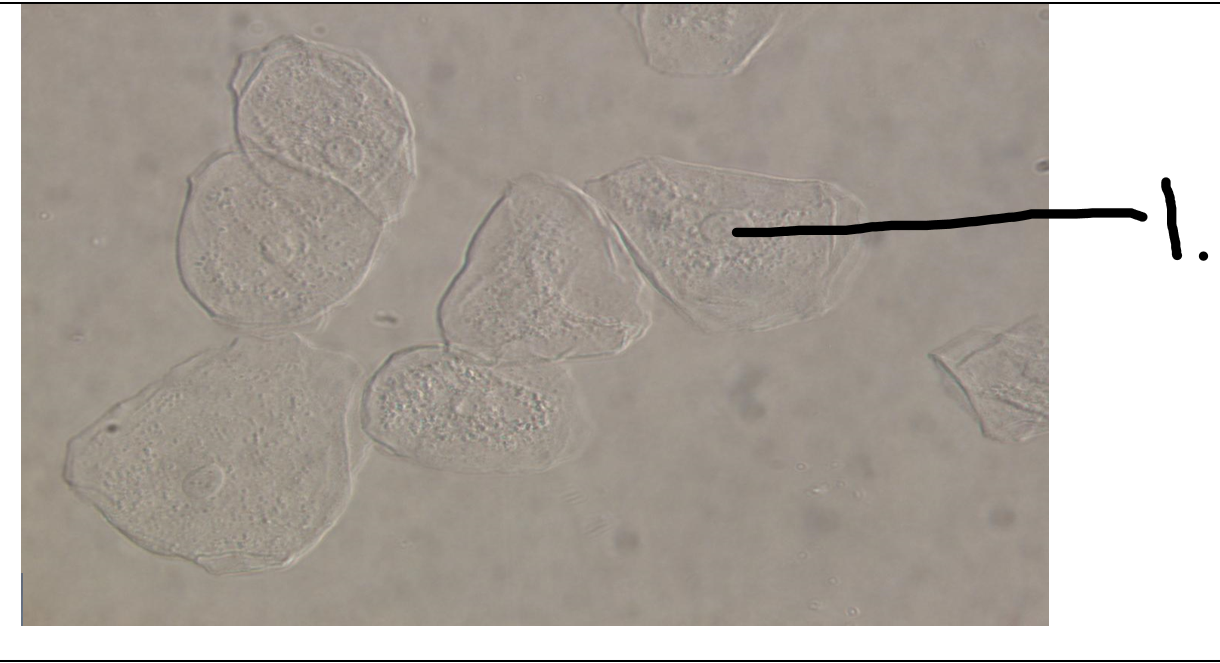 Cheek Cells Unstained