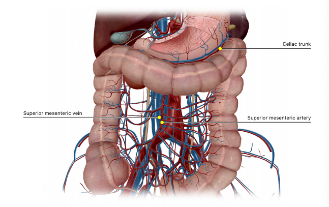 superior mesenteric vein and artery