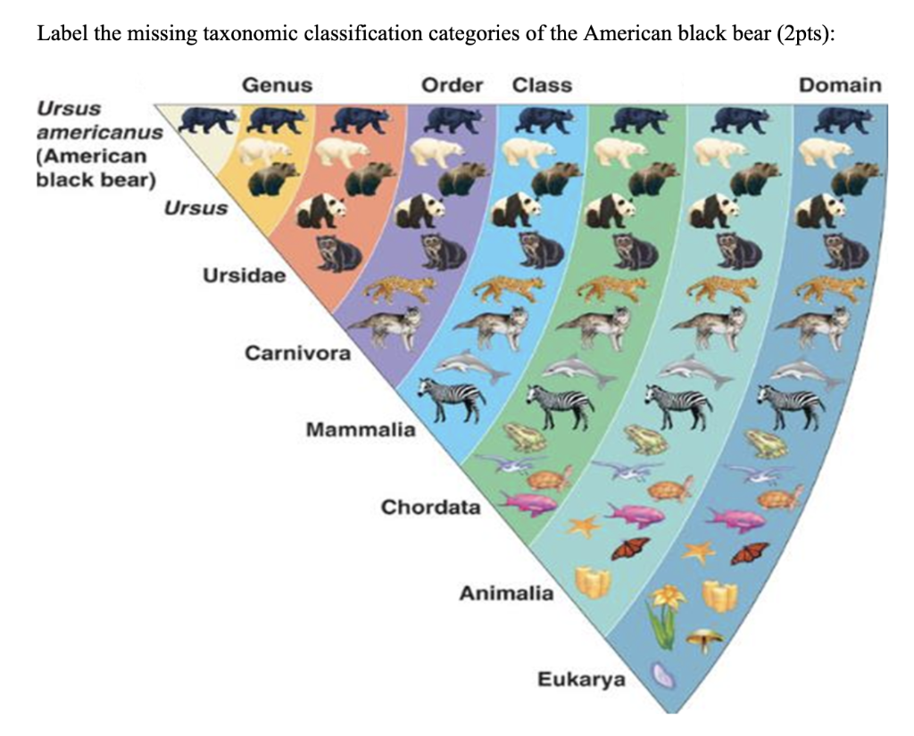 Label the missing taxonomic classification categories of the American black bear (2pts):